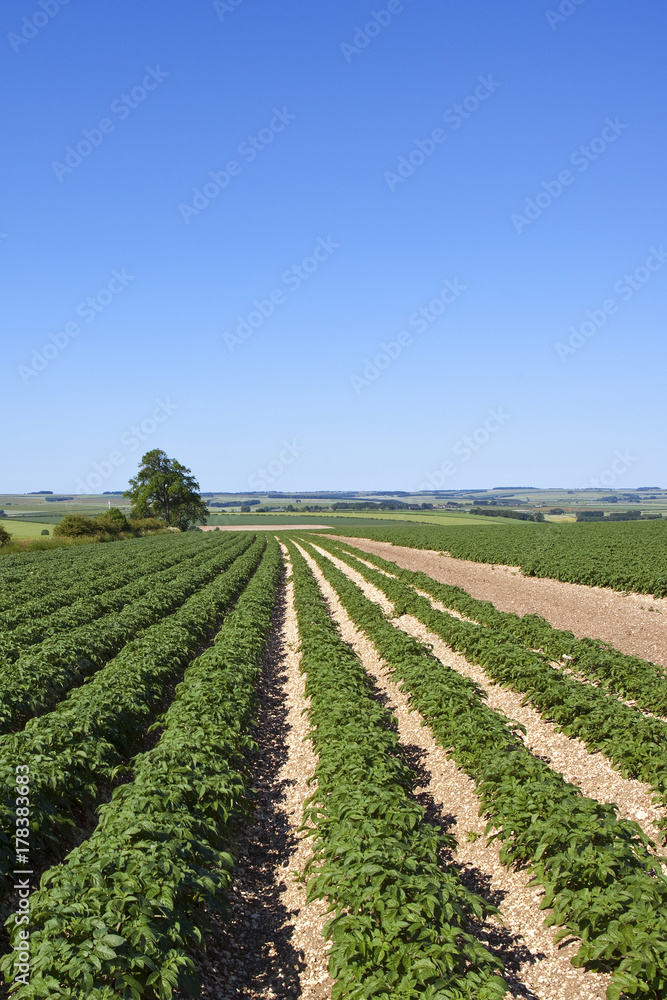 potato crop and scenery