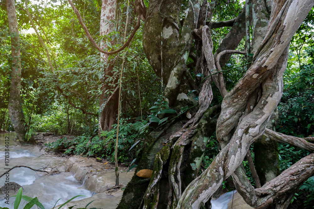 Fototapeta premium Twisted wild liana big jungle vines plant with moss, lichen and wild climbing orchid leaves on lush foliage trees and waterfall, tropical rainforest landscape background.