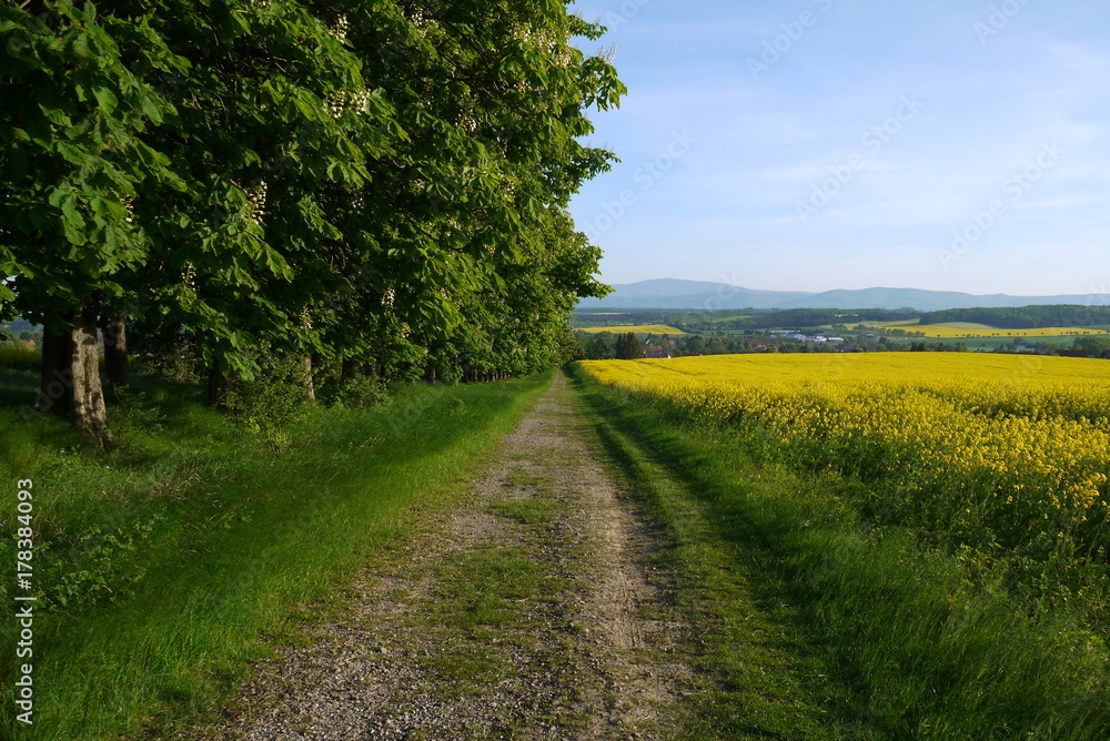 Obraz premium entlang der Kastanienallee