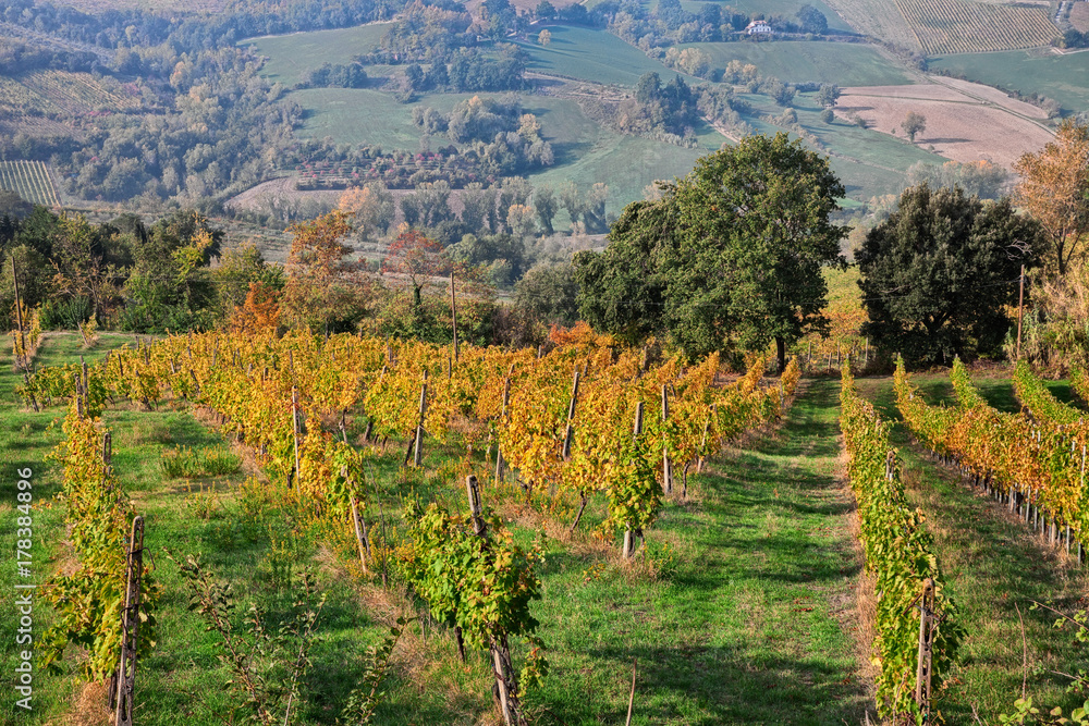 Bertinoro, FC, Emilia Romagna, Italy: autumn landscape of the countryside with vineyards