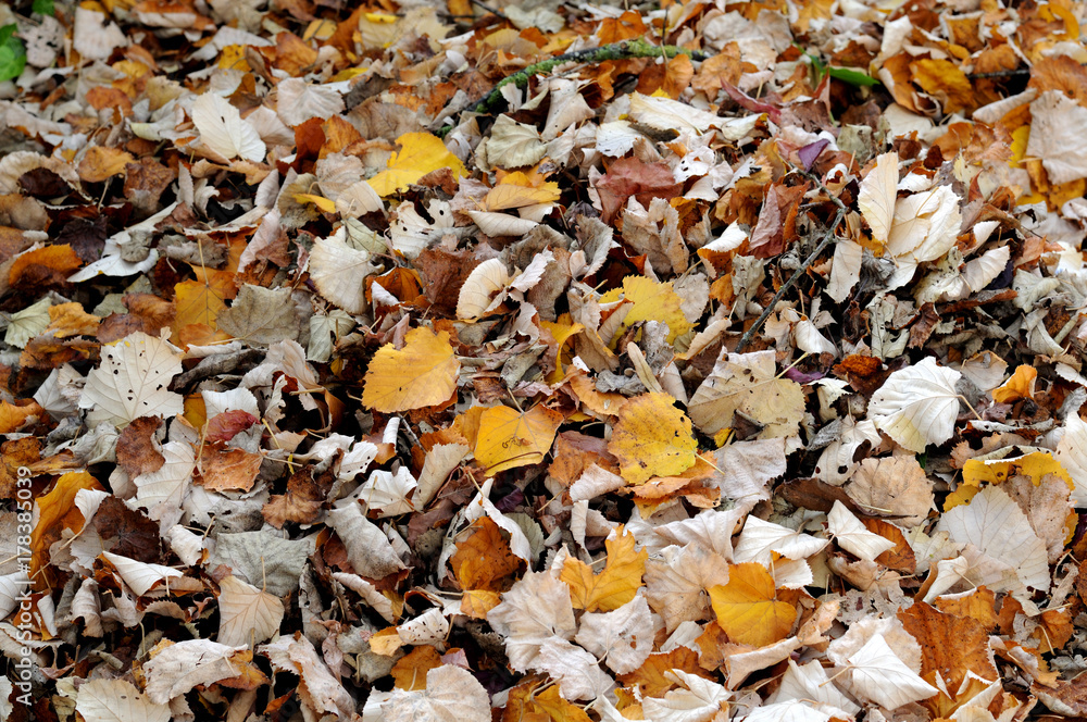 Herbstlaub Herbstlaub