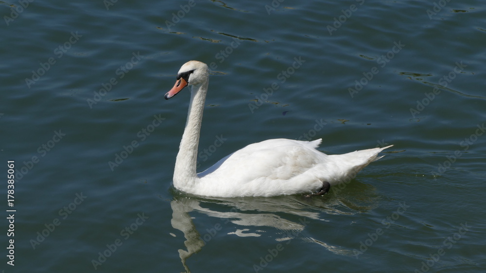Fototapeta premium Les cygnes de triel sur Seine