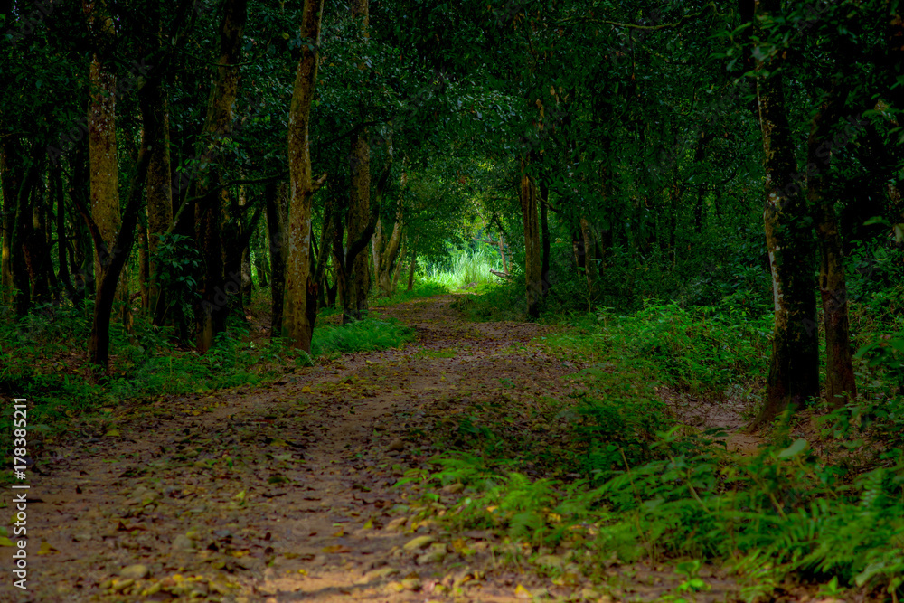 Beautiful view of a clay path inside of the forest in Chitwan National Park, mainly covered by jungle Beautiful view of a clay path inside of the forest in Chitwan National Park, mainly covered by jungle