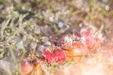Red Ripe Fresh Apple Harvest First Snow Frost Grass Winter Holiday White Cold