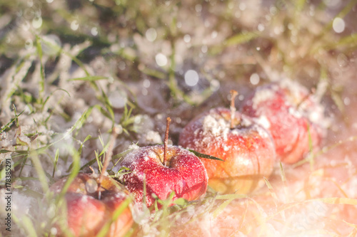 Red Ripe Fresh Apple Harvest First Snow Frost Grass Winter Holiday White Cold © Julia