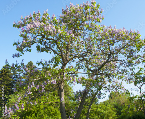 Paulownia towentosa or empress tree
