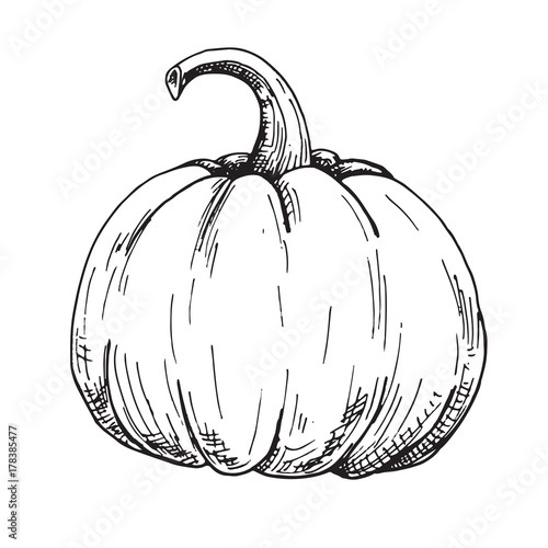 Hand drawn pumpkin isolated on white background. Vector illustration of a sketch style.