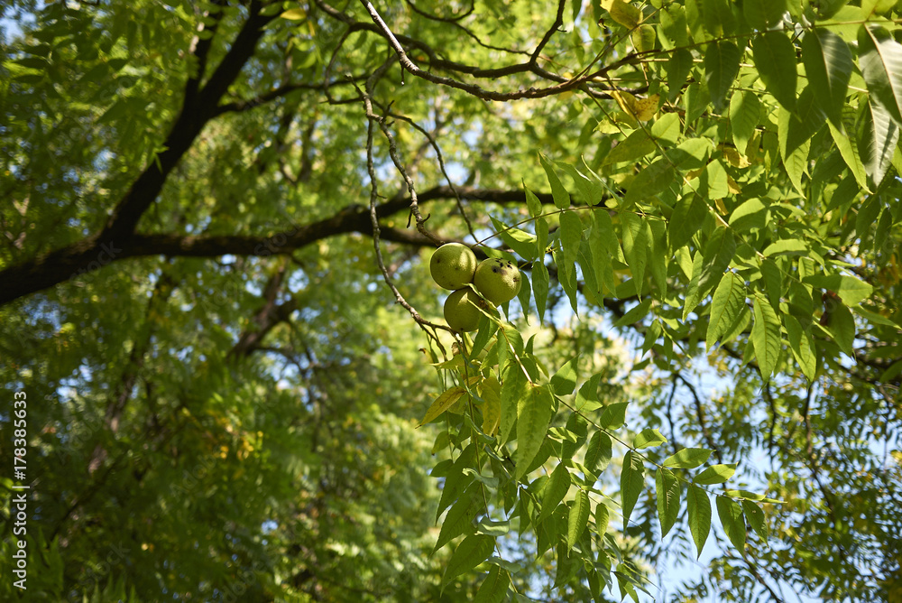 Fototapeta premium Juglans nigra