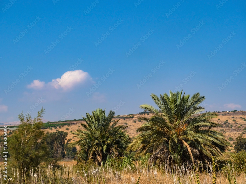 Palms with lush crowns in a field among flowers and a blue sky.