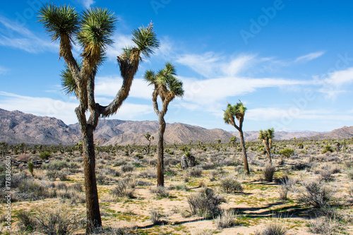 Joshua trees in desert landscape with blue sky and mountains