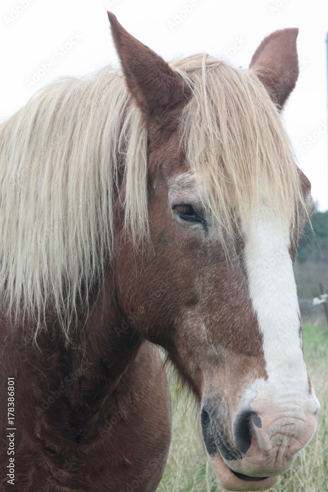 Obraz premium Cheval