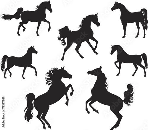 Silhouettes of Arabian Horse