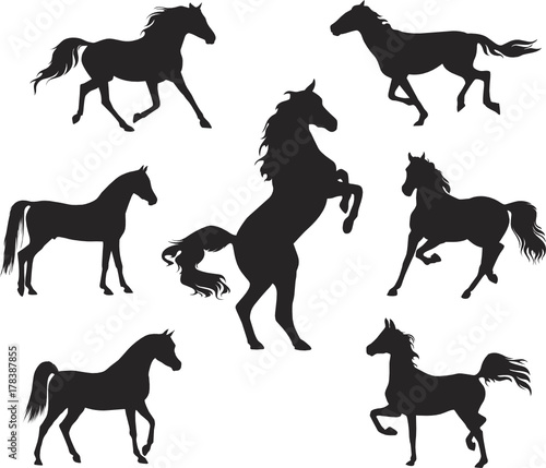 Silhouettes of Arabian Horse