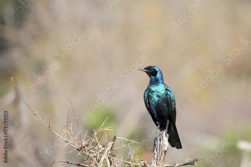 Meves's Starling photo