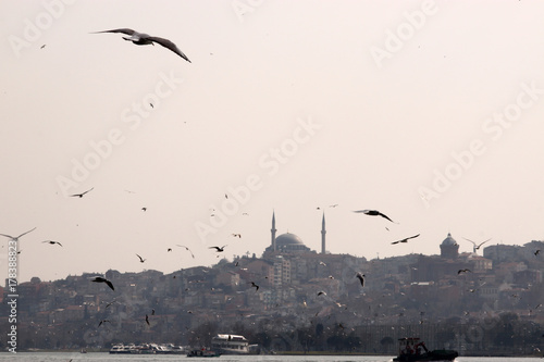 Seagulls in golden horn photo