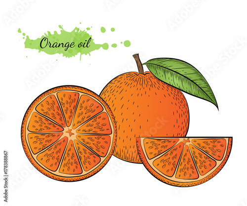 Isolated hand drawn vector illustration