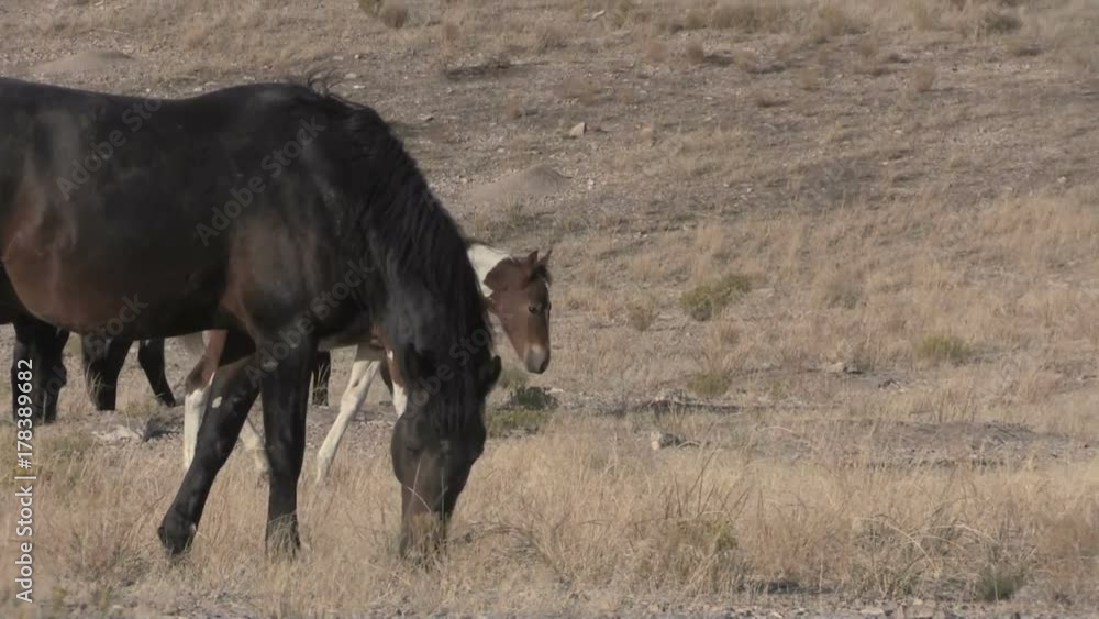 Wild Horses in the Utah Desert Wild Horses in the Utah Desert