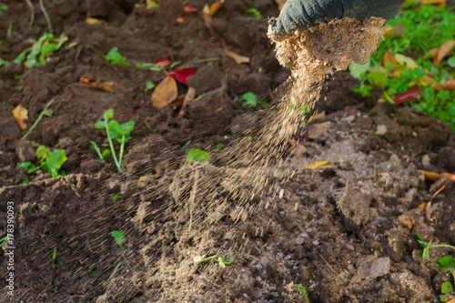 Strewing soil with a manure by hands: manual garden fertilizing.