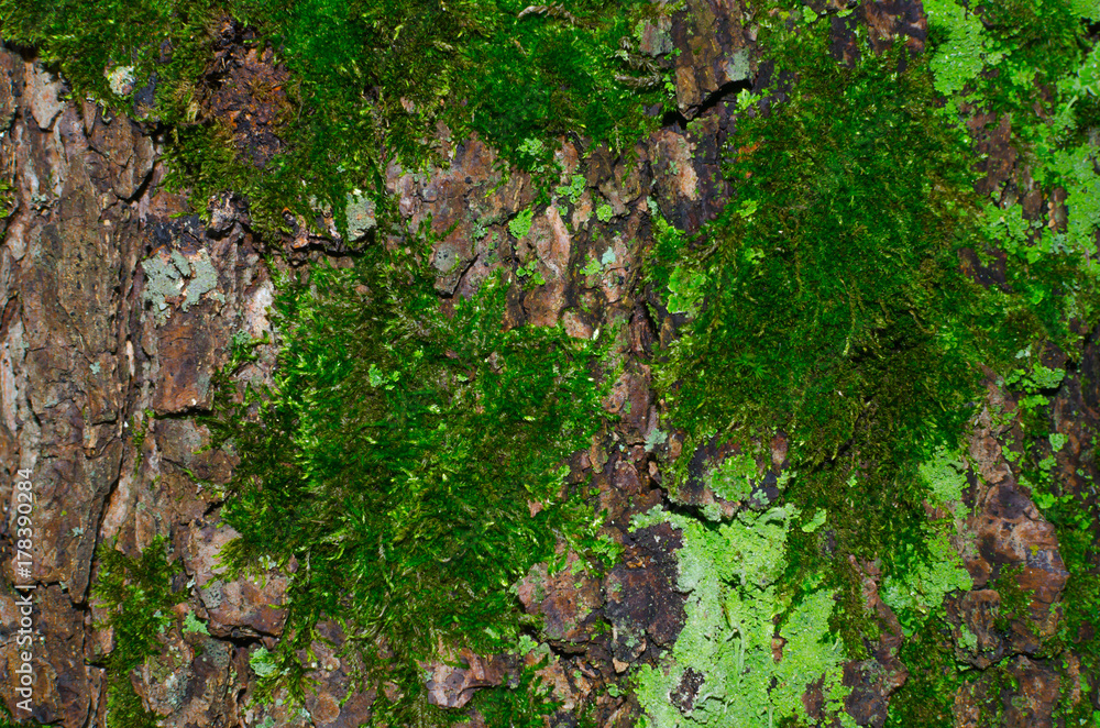 A lot of dark green moss and light green lichen on a brown bark of a tree texture. Close-up macro shot.