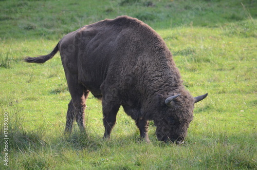 Aurochs