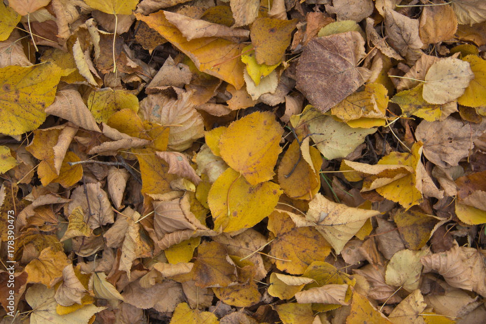 yellow fallen leaves on the ground. texture yellow fallen leaves on the ground. texture