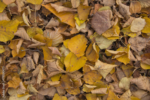 yellow fallen leaves on the ground. texture