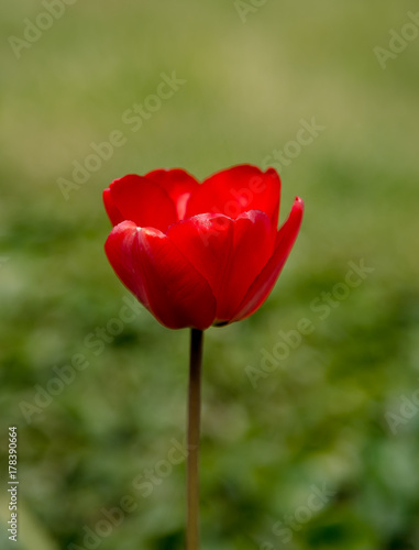red tulip close op
