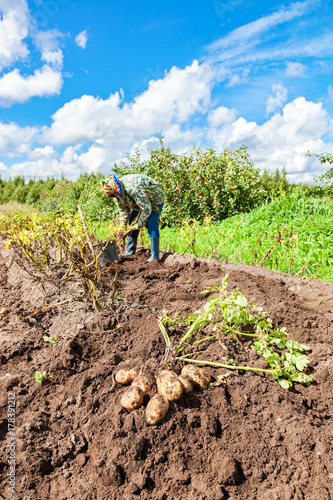 Woman harvested potato at the field in russian village