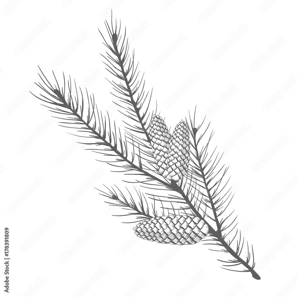 A fir branch with fir cones. Vector illustration.
