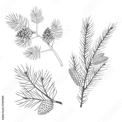 Hand drawn set of fir and pine branches. Vector illustration. photo