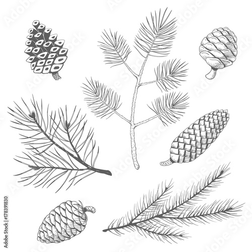 Hand drawn set of fir and pine branches with fircones and pinecones. Vector illustration. photo