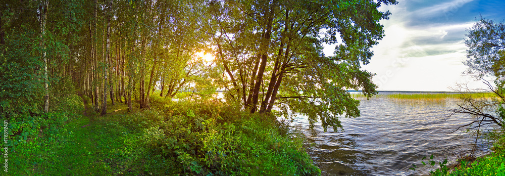 a forest lake at sunset, birches growing on the shore