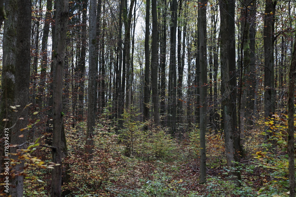 Mischwald
Mischwald