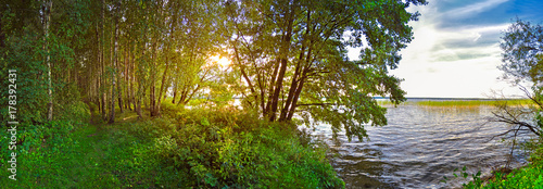 Obraz na płótnie a forest lake at sunset, birches growing on the shore w salonie