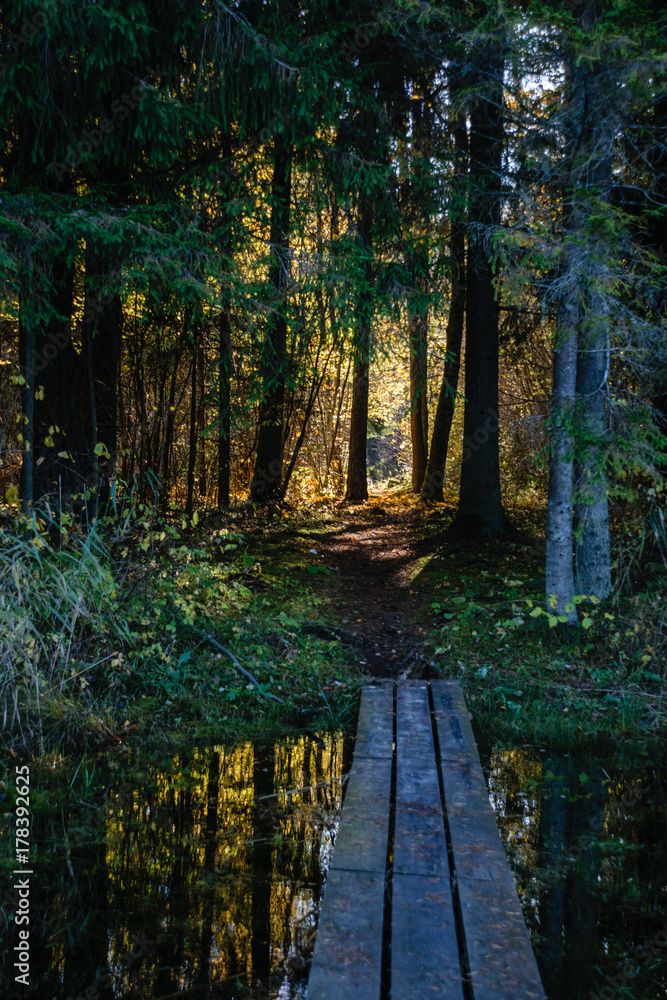 Obraz premium autumn colored trees in the park