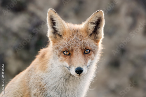 Fox portrait