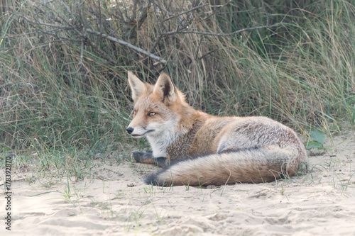 Lying fox
