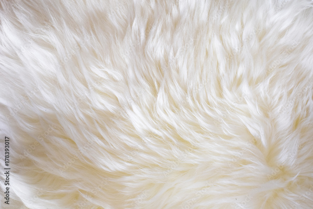 Fototapeta premium Soft shiny sheep wool