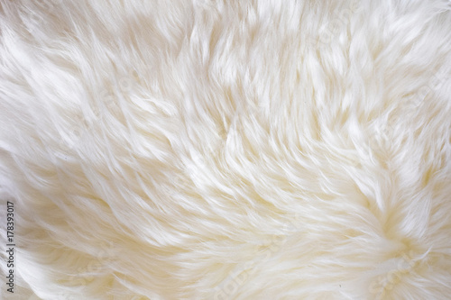 Soft shiny sheep wool
