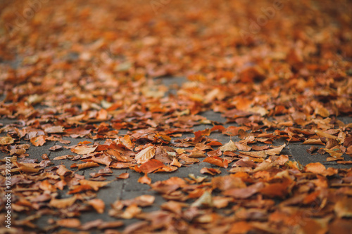 Autumn mood. Fallen leaves covering the street photo