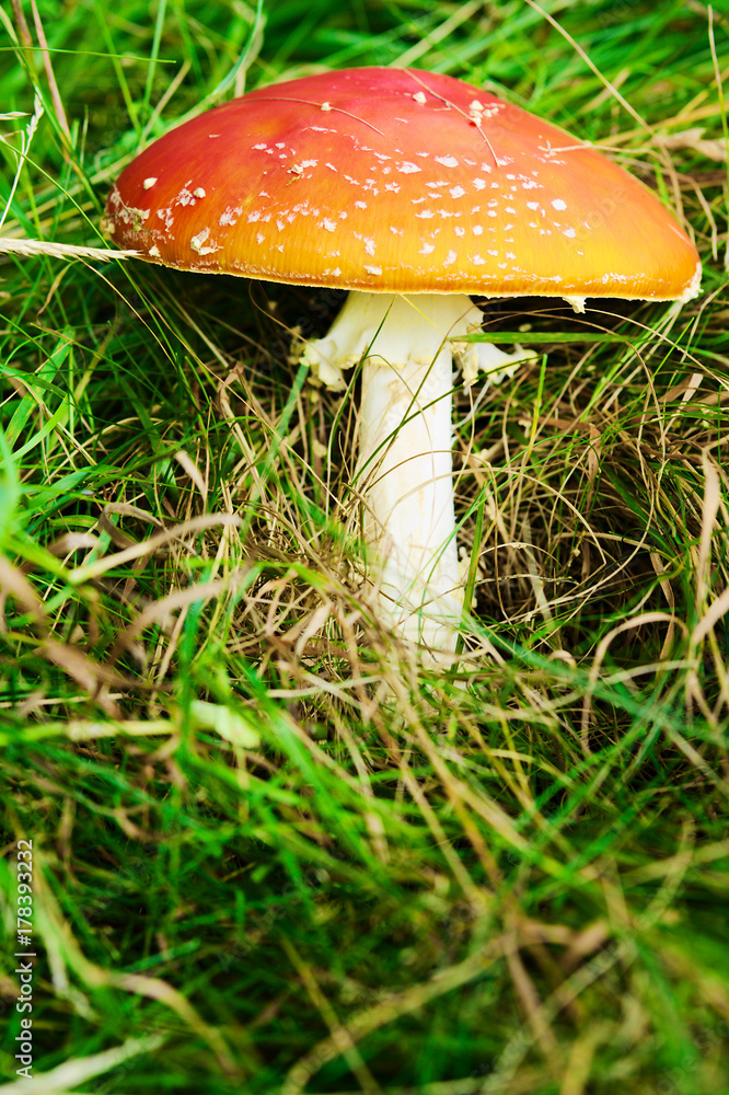 Amanita muscaria, commonly known as fly agaric or fly amanita. Toadstool or flybane, close up of red poisonous mushroom growing in green grass. Amanita muscaria, commonly known as fly agaric or fly amanita. Toadstool or flybane, close up of red poisonous mushroom growing in green grass.