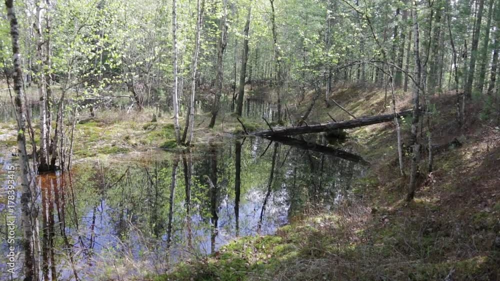 The forest lake formed during the spring high water The forest lake formed during the spring high water