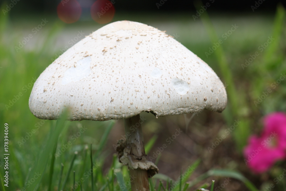 Ginormous Mushroom Cap