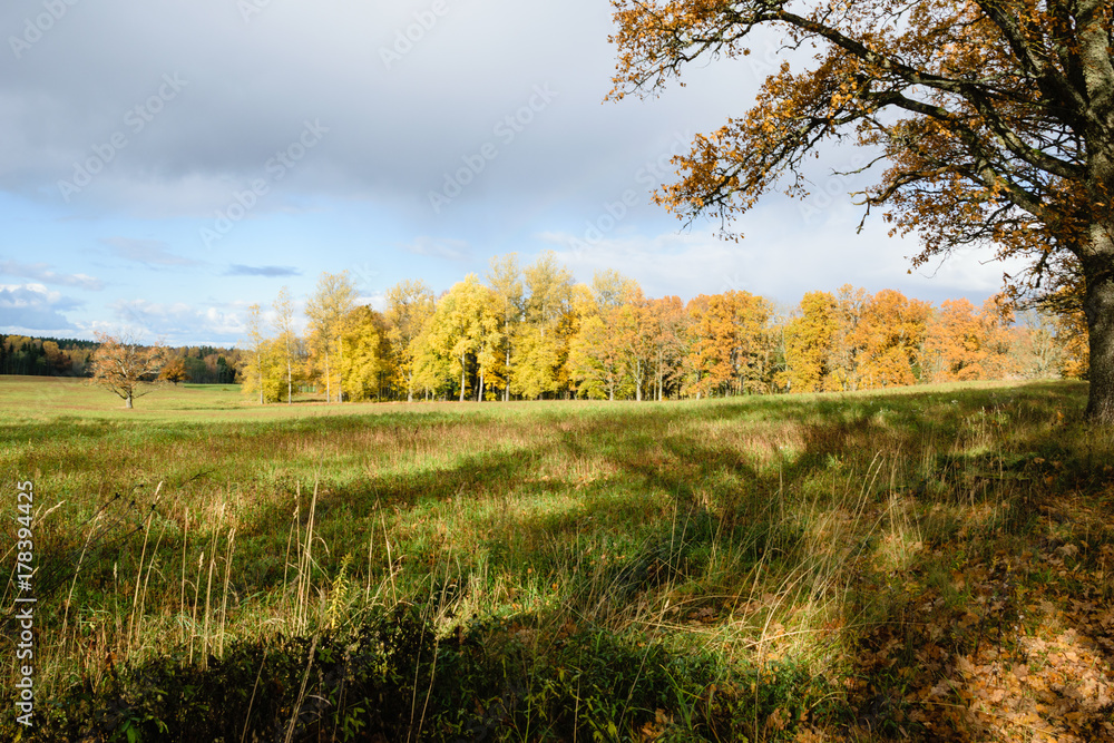 Fototapeta premium countryside fields in autumn with lonely trees
