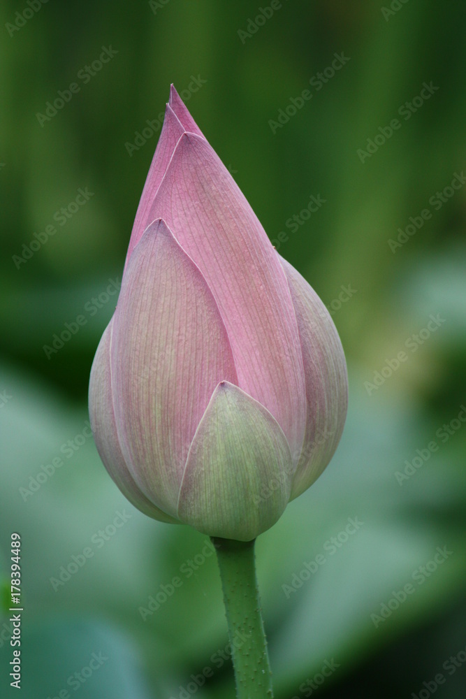 Lotus Bud Lotus Bud