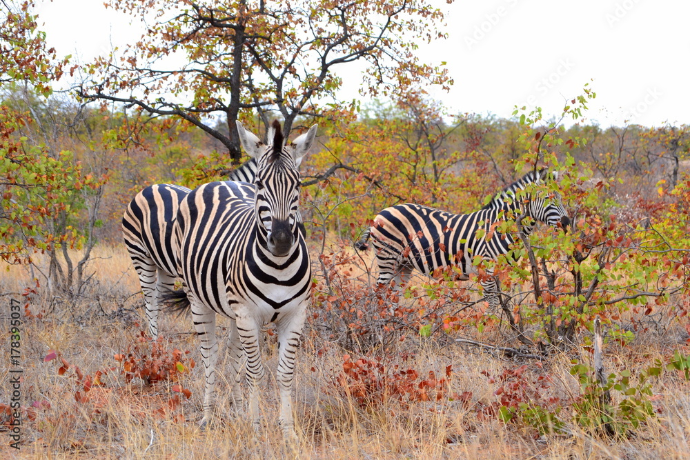 Obraz premium Zebra in the winter