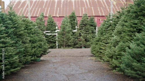 Wide shot of staff carrying a tree at a pine tree farm photo