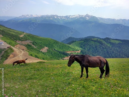 Horses in the mountains  2017