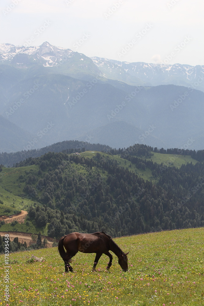 Obraz premium Horses in the mountains, 2017
