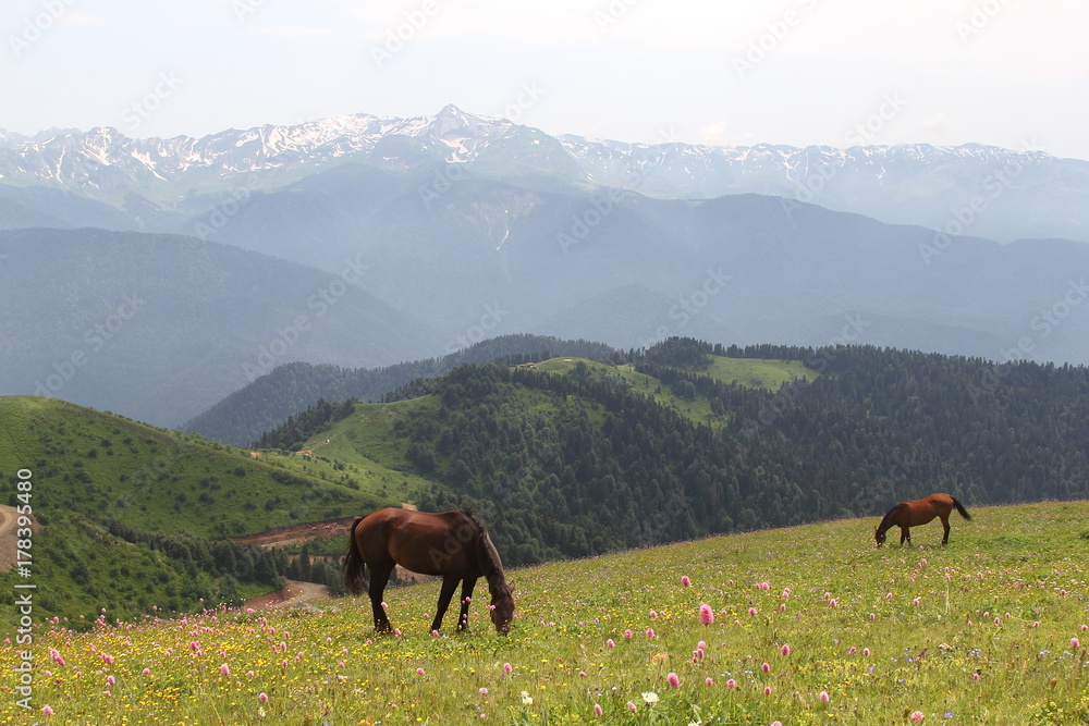 Horses in the mountains, 2017